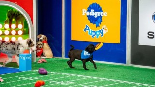 2024 Puppy Bowl Fetches 12.6 Million Viewers Across Linear and Streaming